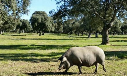 Mythen und Legenden. Iberico-Schinken von weiblichen Schweinen ist besser als der von männlichen Schweinen