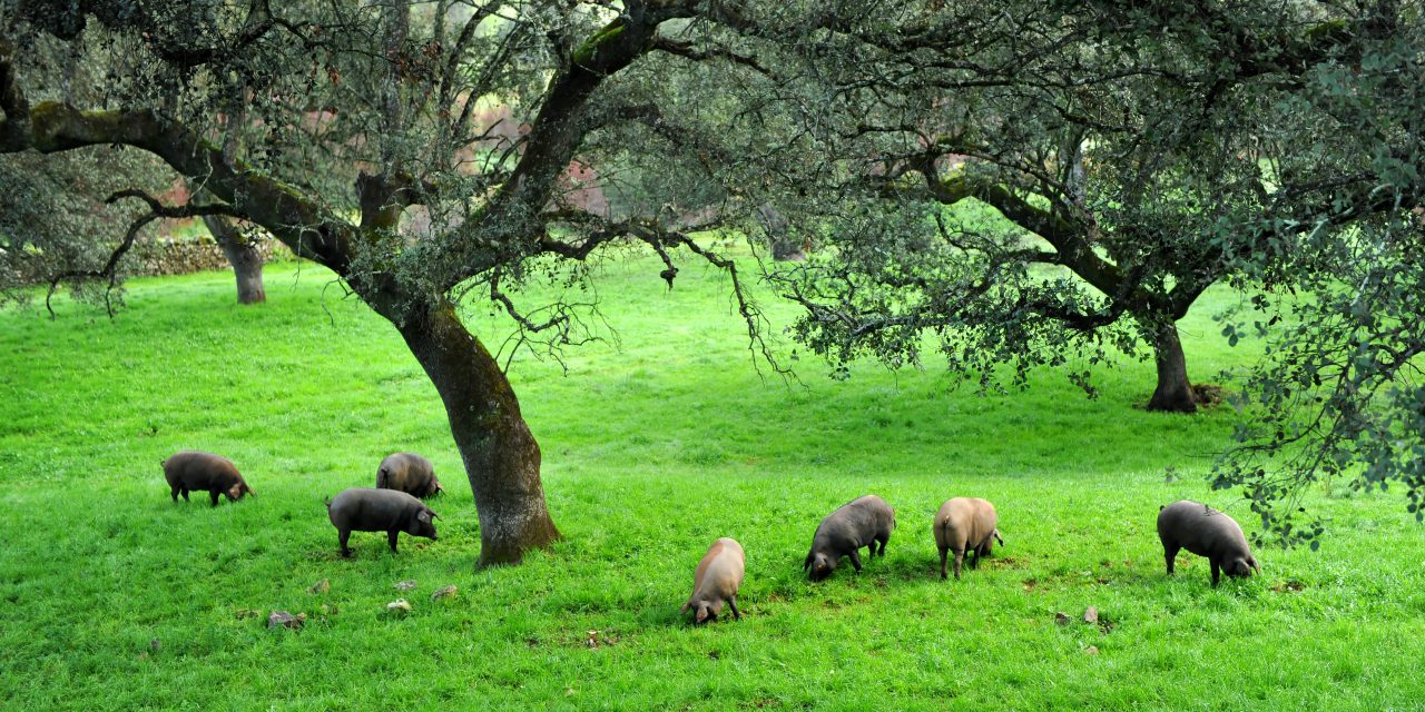 Wie ist die Weide, auf der das iberische Schwein lebt?