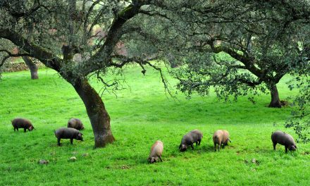 Wie ist die Weide, auf der das iberische Schwein lebt?
