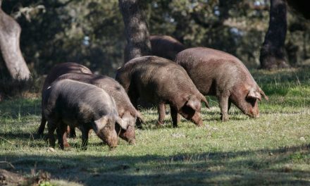 Die Herkunftsbezeichnungen des iberischen Schinkens